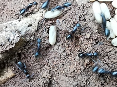 Camponotus aethiops