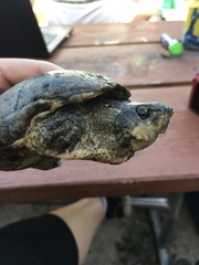 Sternotherus odoratus