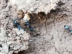 Camponotus aethiops
