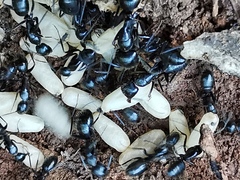 Camponotus aethiops