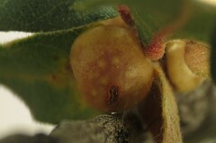 Xanthoteras eburneum