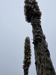 Puya goudotiana