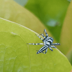 Cosmophasis micarioides