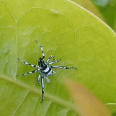 Cosmophasis micarioides