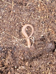 Oligosoma aeneum