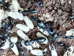 Camponotus aethiops