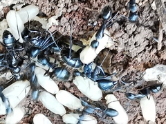 Camponotus aethiops