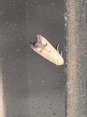 Tachystola hemisema