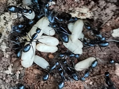 Camponotus aethiops