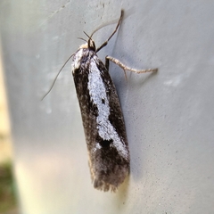 Philobota acropola