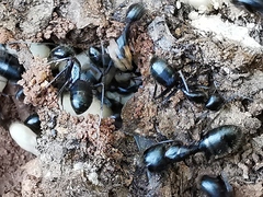 Camponotus aethiops