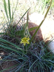 Albuca suaveolens