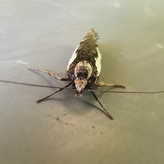 Philobota acropola
