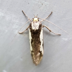 Philobota acropola