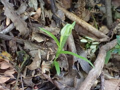 Pterostylis banksii