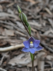 Thelymitra pauciflora