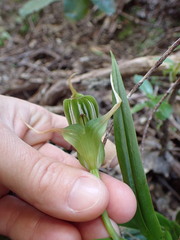 Pterostylis banksii