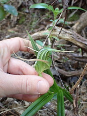 Pterostylis banksii