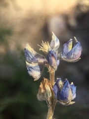 Lupinus hyacinthinus
