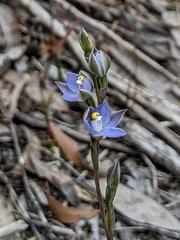 Thelymitra pauciflora