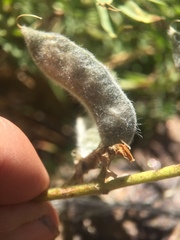 Lupinus hyacinthinus