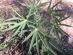 Lupinus hyacinthinus