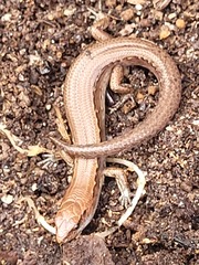 Oligosoma aeneum