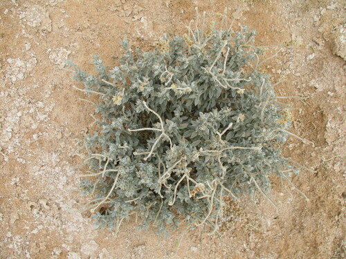 Heliotropium oliverianum image