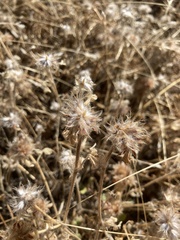 Trifolium hirtum