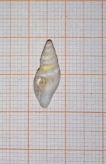 Conoidea