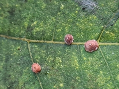 Ceroplastes rusci