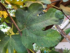 Ceroplastes rusci