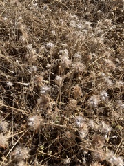 Trifolium hirtum