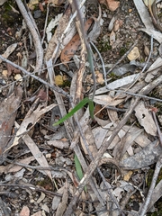 Thelymitra pauciflora