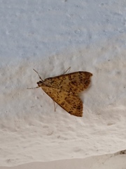Asciodes gordialis