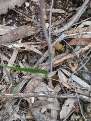 Thelymitra pauciflora