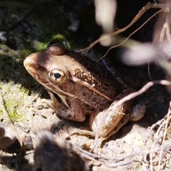 Lithobates berlandieri