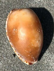 Notocypraea