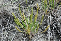 Plantago elongata