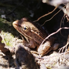 Lithobates berlandieri