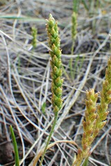 Plantago elongata