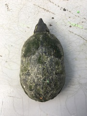 Sternotherus odoratus