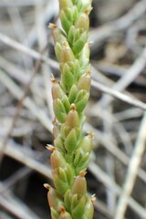 Plantago elongata