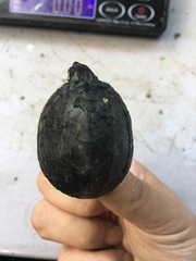 Sternotherus odoratus