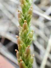 Plantago elongata