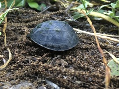 Sternotherus odoratus