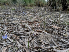 Thelymitra pauciflora
