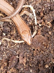 Oligosoma aeneum