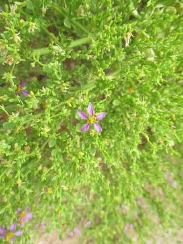 Image of Fagonia sinaica by no rights reserved