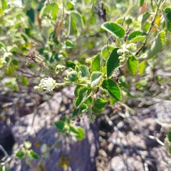 Croton ciliatoglandulifer
